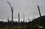 A vegetação cresce onde antes havia uma densa floresta, completamente destruída pelo vulcão Chaitén em Maio de 2008, no sul do Chile